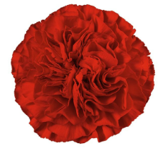 Captura de pantalla 2025-05-18 162425