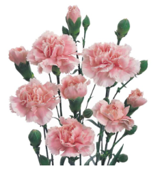 Captura de pantalla 2025-05-18 170136