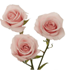 Captura de pantalla 2025-05-18 174146