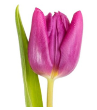 Captura de pantalla 2025-05-25 153048