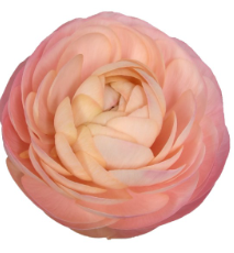 Captura de pantalla 2025-05-25 153441