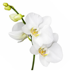 Captura de pantalla 2025-05-25 154031