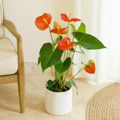 Captura de pantalla 2025-05-25 165544