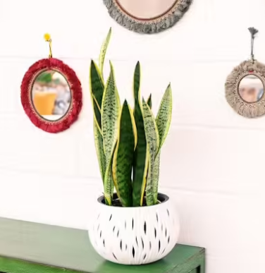 Captura de pantalla 2025-05-25 165608