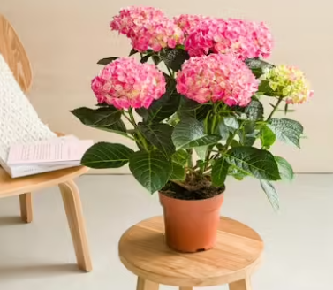 Captura de pantalla 2025-05-25 165659